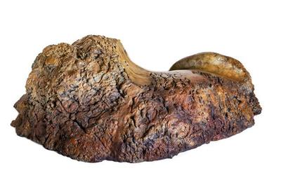 bronze casting of wood burl lion